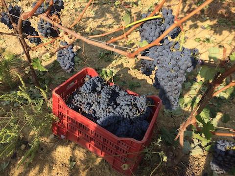 BRICCHETTA + TINETTA GRAPES (NEBBIOLO)